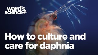 Caring and Culturing for Daphnia [upl. by Ylyl]