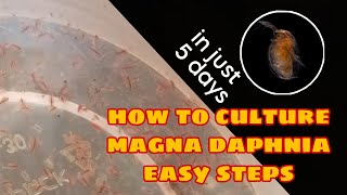 How to Culture Magna Daphnia Easily [upl. by Annavaj]