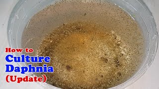 How to Culture Daphnia Update with ZERO Cost  Unlimited Live Food for Our Fish [upl. by Airotkiv]