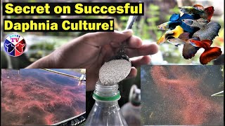 How to Culture Daphnia Successfully [upl. by Veradi]