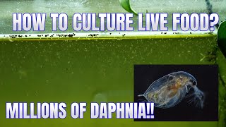 How to Culture Daphnia Secret Method to Breed MILLIONS  Simply Aquatic [upl. by Cinamod]