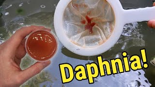 How I Culture Daphnia In Outdoor Tubs [upl. by Adyahs504]