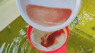 How to culture daphnia  Daphnia culture  How to grow daphnia outdoor [upl. by Pallua455]