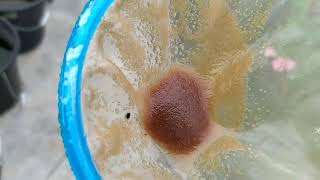 How to culture daphnia moina in a small container Part 1 English Subtitle [upl. by Assennev]