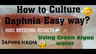 Daphnia MagnaHow to Culture Daphnia Easy wayCulturing Daphnia using Green water Daphnia [upl. by Wehttan]