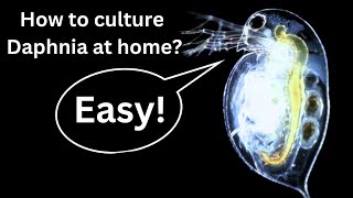 BEST Live Fish Food Beginner guide How to Culture Daphnia at home [upl. by Nyvek]