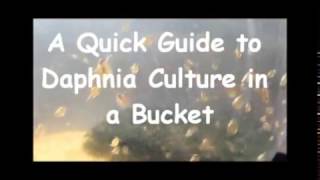 How to culture daphnia outside [upl. by Enilra727]