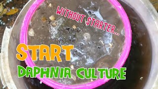 How to culture daphnia moina the easy way 1  Starting the Daphnia culture [upl. by Sewel]