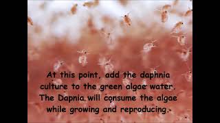 Daphnia  How to grow daphnia in your home [upl. by Noseyt]