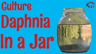 How to Culture Daphnia in a Jar [upl. by Selene]