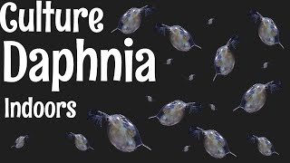 How to Culture Daphnia [upl. by Christoper654]