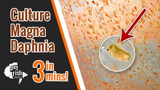 How to culture DAPHNIA MAGNA  The easy way [upl. by Jala159]