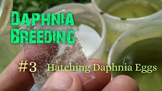 Daphnia Culture made simple and easy 3  Hatching Daphnia eggs [upl. by Fedak]