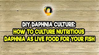 DIY Daphnia Culture How to Culture Nutritious Daphnia as Live Food for Your Fish [upl. by Petrina145]