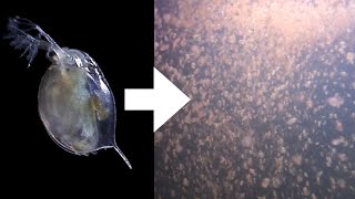 How I Culture Daphnia [upl. by Nydnarb]