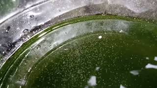 DAPHNIA MOINA CULTURE IN A SMALL BUCKET [upl. by Leahpar958]