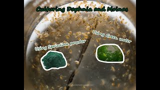 How To Culture Daphnia and Moinas using Green Water Spirulina powder [upl. by Llennahc770]