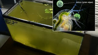 Raising Daphnia for the Freshwater Aquarium [upl. by Faires]