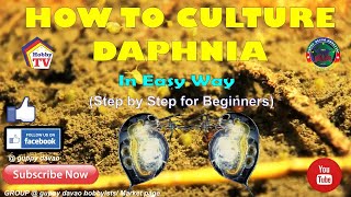 HOW TO CULTURE DAPHNIA In Easy Way [upl. by Nonnahc]